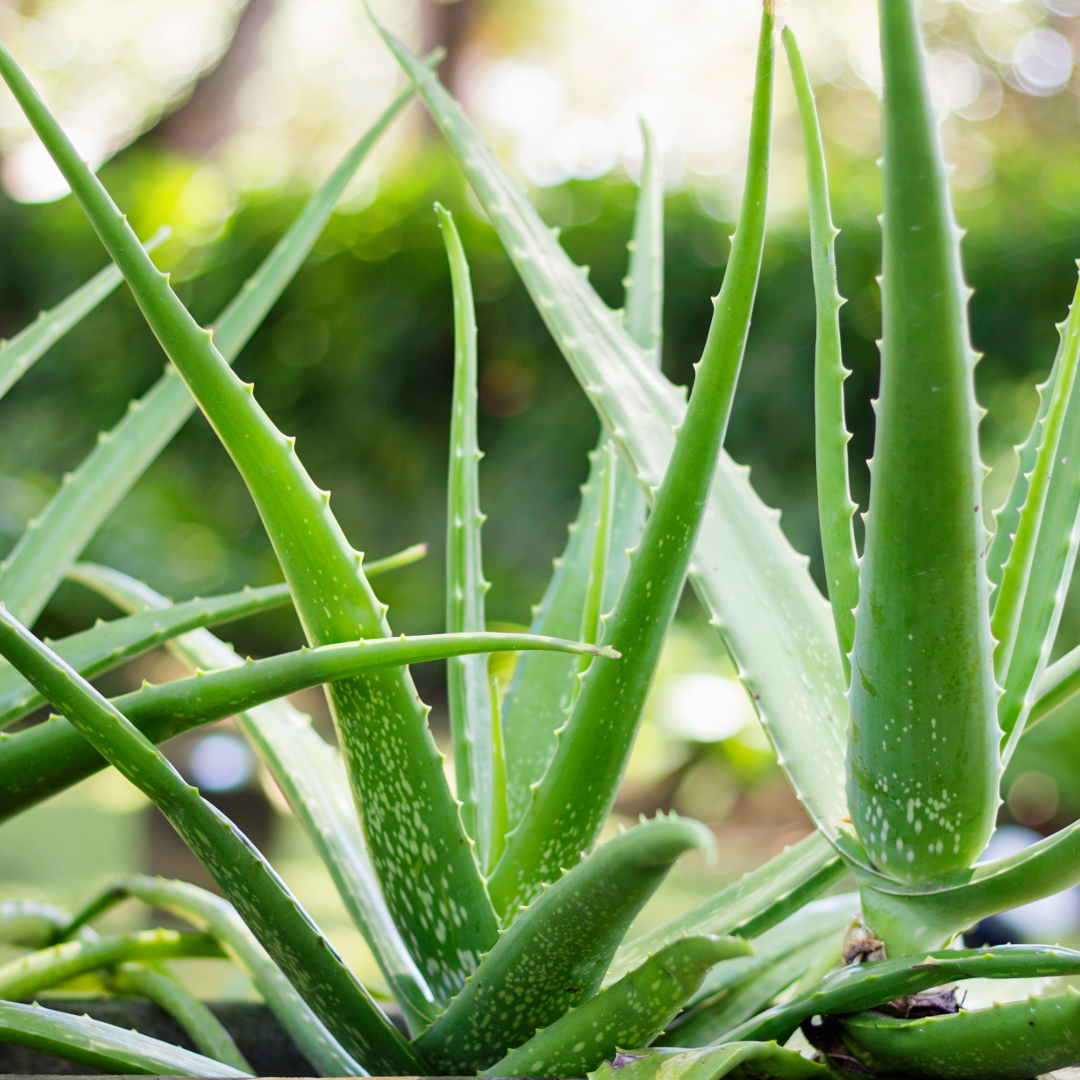 two aloe vera plants