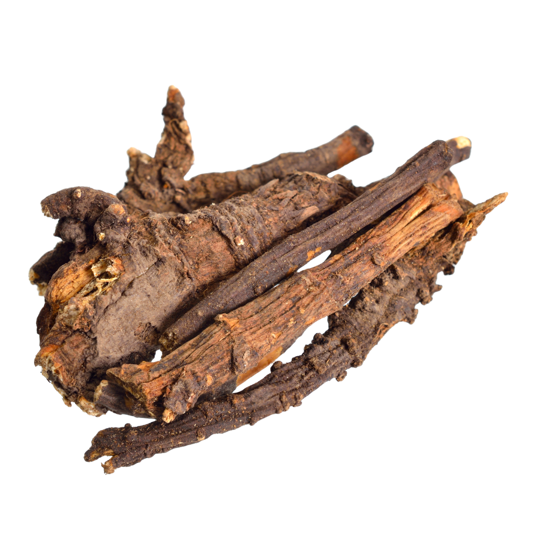 bear root dried 