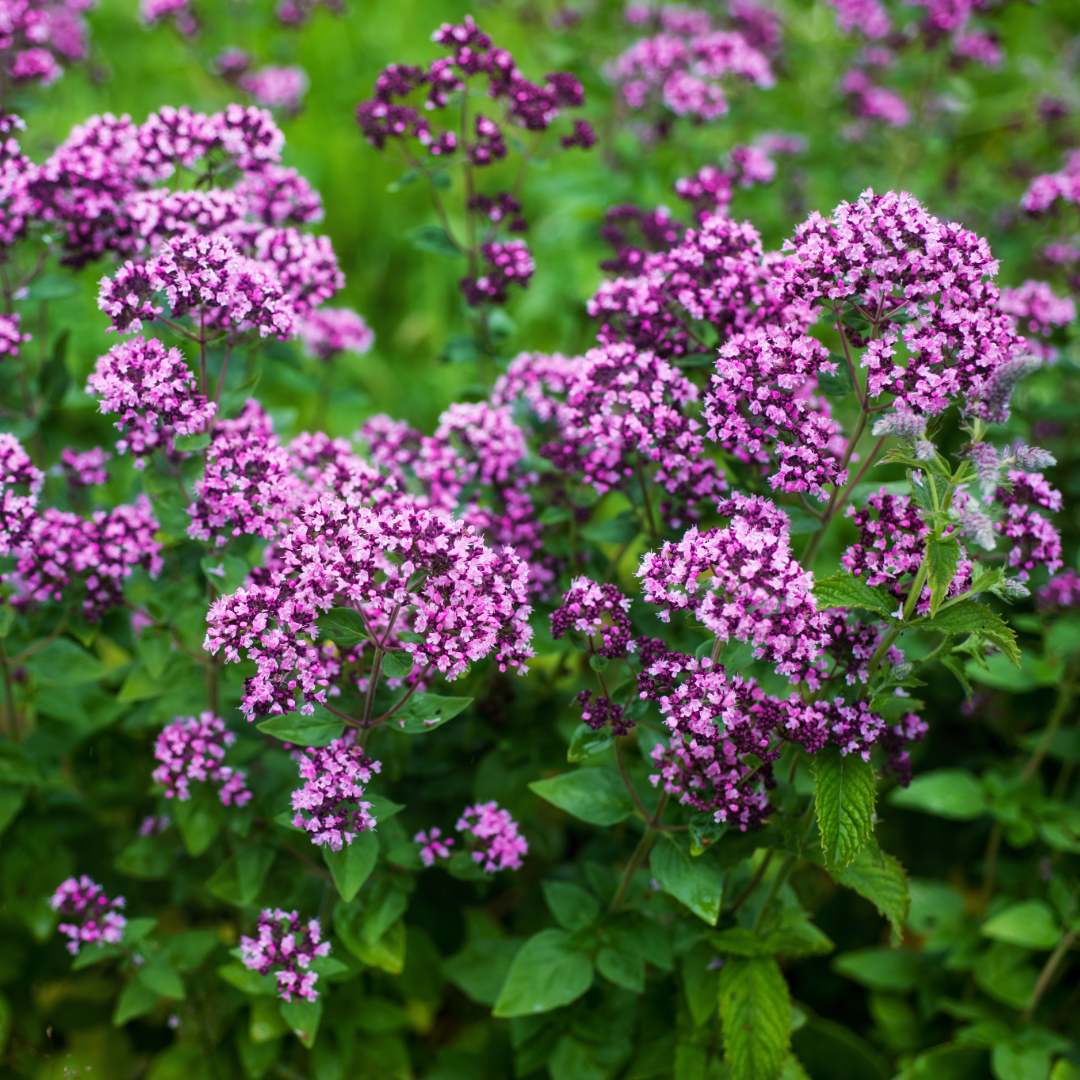 oregano plant 