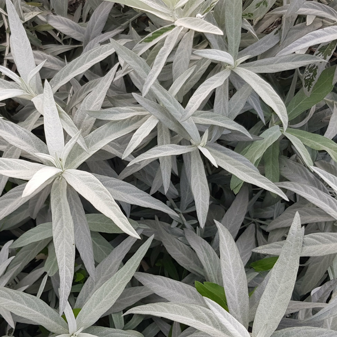 prairie sage plant that is light greenish gray. 