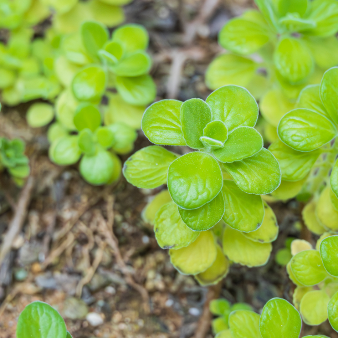 small light green plant leaves 