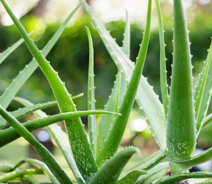 two aloe vera plants